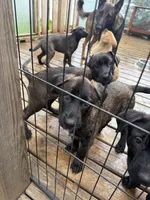 Monarch , a female Belgian Malinois and German Shepherd Dog for sale in Kankakee, IL – 4 of 10