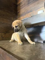 Metamora , a female Belgian Malinois and German Shepherd Dog for sale in Kankakee, IL – Photo 5 of 10