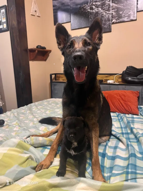 Metamora  – Belgian Malinois, German Shepherd Dog puppy for sale in Kankakee, IL