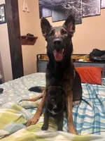 Metamora , a female Belgian Malinois and German Shepherd Dog for sale in Kankakee, IL – Photo 1 of 10