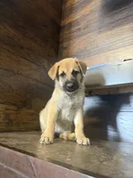 Metamora , a female Belgian Malinois and German Shepherd Dog for sale in Kankakee, IL – Photo 2 of 10