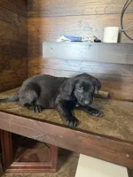 Metamora , a female Belgian Malinois and German Shepherd Dog for sale in Kankakee, IL – Photo 7 of 10
