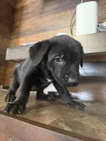 Metamora , a female Belgian Malinois and German Shepherd Dog for sale in Kankakee, IL – Photo 6 of 10