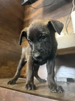 Metamora , a female Belgian Malinois and German Shepherd Dog for sale in Kankakee, IL – Photo 4 of 10