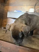 Metamora , a female Belgian Malinois and German Shepherd Dog for sale in Kankakee, IL – Photo 9 of 10