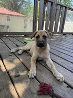 Bambi, a female Belgian Malinois and German Shepherd Dog for sale in Kankakee, IL – 3 of 3