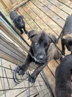 Monarch , a female Belgian Malinois and German Shepherd Dog for sale in Kankakee, IL – 2 of 10