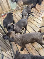 Monarch , a female Belgian Malinois and German Shepherd Dog for sale in Kankakee, IL – 7 of 10