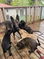 Monarch , a female Belgian Malinois and German Shepherd Dog for sale in Kankakee, IL – 10 of 10