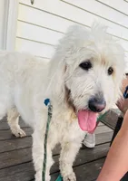 Leche, a female Goldendoodle for sale in Timberlake, NC – 2 of 9