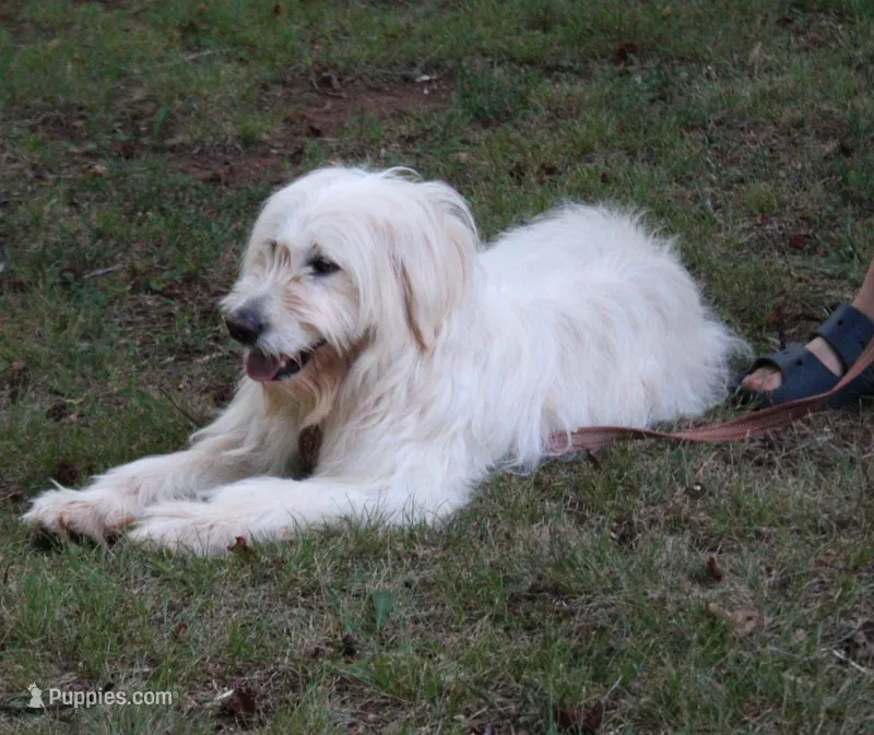 Pup Pup – Goldendoodle puppy for sale in Timberlake, NC