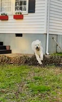 Leche, a female Goldendoodle for sale in Timberlake, NC – 6 of 9