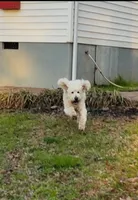 Leche, a female Goldendoodle for sale in Timberlake, NC – 5 of 9