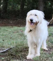 Pup Pup, a male Goldendoodle for sale in Timberlake, NC – 2 of 10