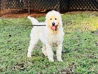 Leche, a female Goldendoodle for sale in Timberlake, NC – 8 of 9