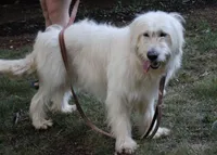 Pup Pup, a male Goldendoodle for sale in Timberlake, NC – 4 of 10