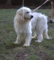 Pup Pup, a male Goldendoodle for sale in Timberlake, NC – 5 of 10