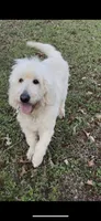 Leche, a female Goldendoodle for sale in Timberlake, NC – 9 of 9