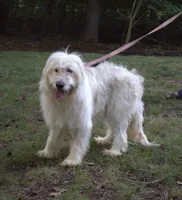 Pup Pup, a male Goldendoodle for sale in Timberlake, NC – 10 of 10