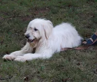 Pup Pup, a male Goldendoodle for sale in Timberlake, NC – 7 of 10