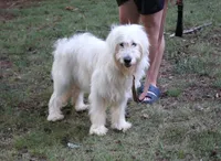 Pup Pup, a male Goldendoodle for sale in Timberlake, NC – 8 of 10