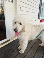 Leche, a female Goldendoodle for sale in Timberlake, NC – 3 of 9