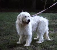 Pup Pup, a male Goldendoodle for sale in Timberlake, NC – 6 of 10