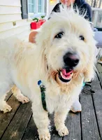 Leche, a female Goldendoodle for sale in Timberlake, NC – 1 of 9