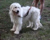 Pup Pup, a male Goldendoodle for sale in Timberlake, NC – 9 of 10