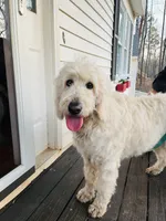 Leche, a female Goldendoodle for sale in Timberlake, NC – 4 of 9