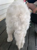 Leche, a female Goldendoodle for sale in Timberlake, NC – 7 of 9