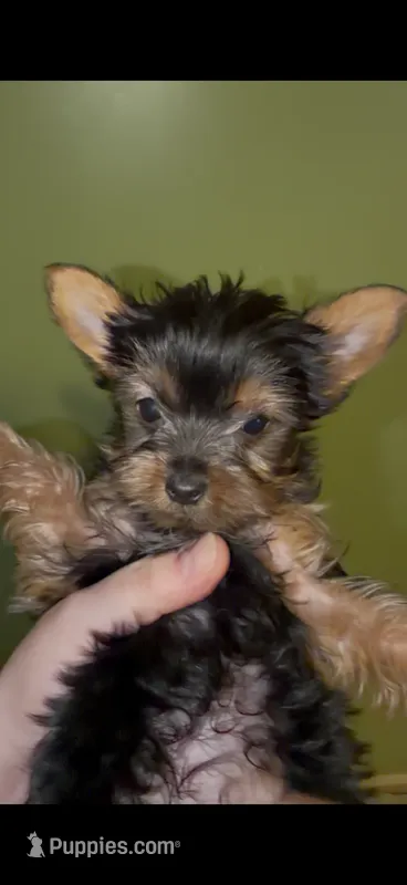 Tiny – Yorkshire Terrier puppy for sale in Bridgeport, CT