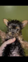 Tiny, a male Yorkshire Terrier for sale in Bridgeport, CT – 1 of 1
