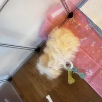 Paris , a female Poodle - Miniature  for sale in York, PA – Photo 4 of 6