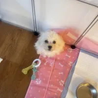 Paris , a female Poodle - Miniature  for sale in York, PA – Photo 3 of 6