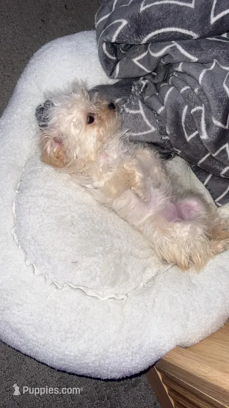 Paris  – Poodle - Miniature  puppy for sale in York, PA