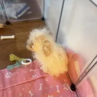 Paris , a female Poodle - Miniature  for sale in York, PA – Photo 2 of 6