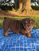 Viola Rojo Testable Chocolate, a female English Bulldog for sale in Rayne, LA – 2 of 6
