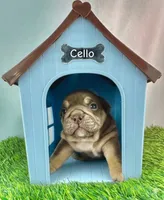 Cello Rojo Testable Chocolate, a male English Bulldog for sale in Rayne, LA – 5 of 6