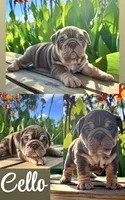 Cello Rojo Testable Chocolate, a male English Bulldog for sale in Rayne, LA – 3 of 6