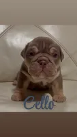 Cello Rojo Testable Chocolate, a male English Bulldog for sale in Rayne, LA – 4 of 6