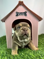 Viola Rojo Testable Chocolate, a female English Bulldog for sale in Rayne, LA – 5 of 6
