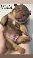 Viola Rojo Testable Chocolate, a female English Bulldog for sale in Rayne, LA – 6 of 6