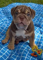 Cello Rojo Testable Chocolate, a male English Bulldog for sale in Rayne, LA – 2 of 6