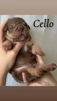 Cello Rojo Testable Chocolate, a male English Bulldog for sale in Rayne, LA – 6 of 6