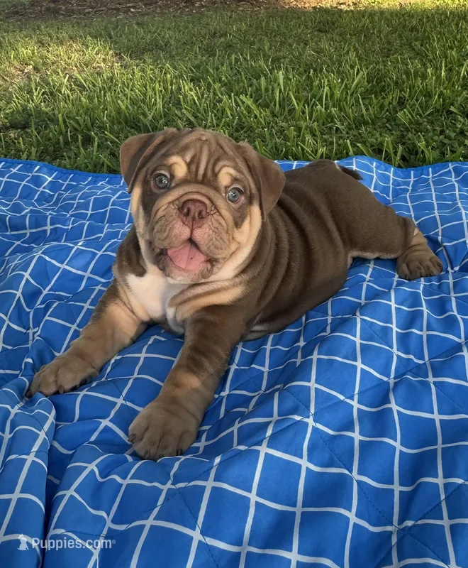 Cello Rojo Testable Chocolate – English Bulldog puppy for sale in Rayne, LA