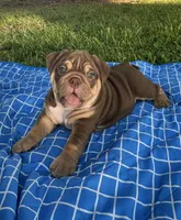 Cello Rojo Testable Chocolate, a male English Bulldog for sale in Rayne, LA – 1 of 6