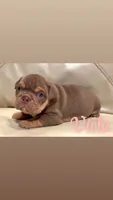 Viola Rojo Testable Chocolate, a female English Bulldog for sale in Rayne, LA – 4 of 6