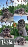 Viola Rojo Testable Chocolate, a female English Bulldog for sale in Rayne, LA – 3 of 6