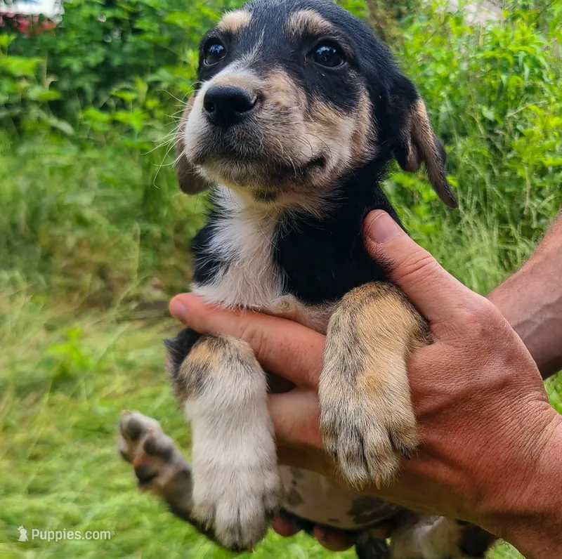 Jane – Double Doodle puppy for sale in Tallapoosa, GA